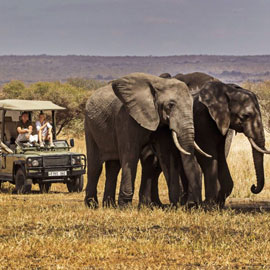 royal safari tours