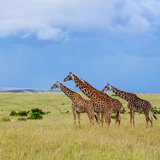 tanzania royal tours and safaris